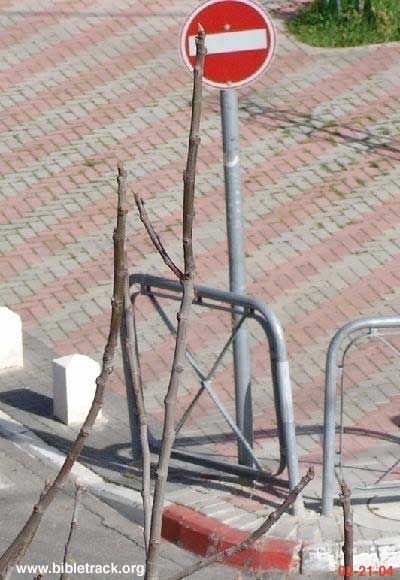 Fig Tree in Israel 02-21-04