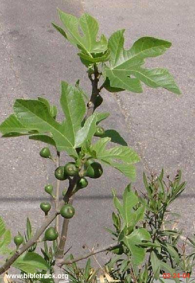 Fig Tree in Israel