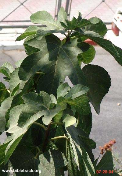 Fig Tree in Israel 07-28-04